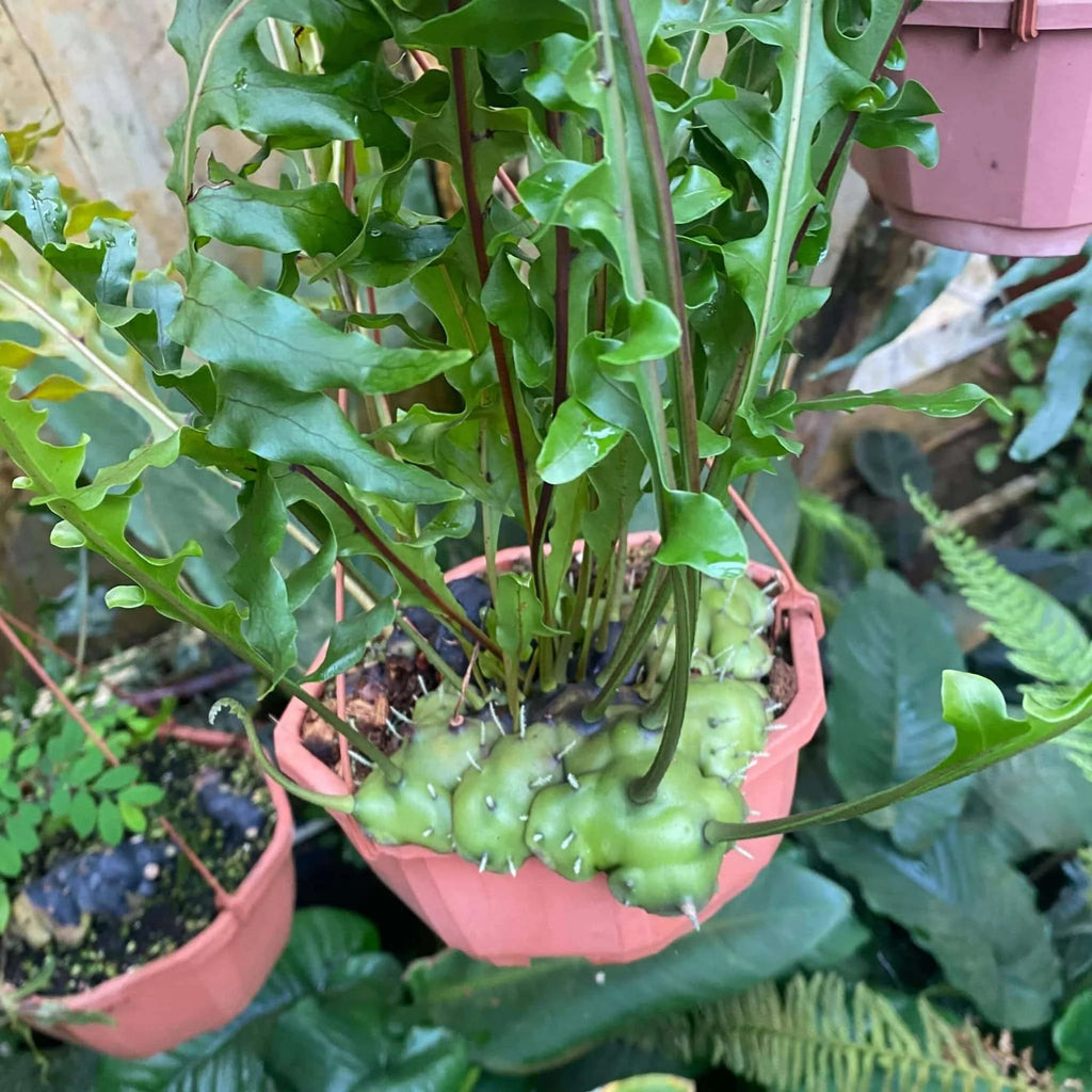 Lecanopteris carnosa 大森食虫植物農園
