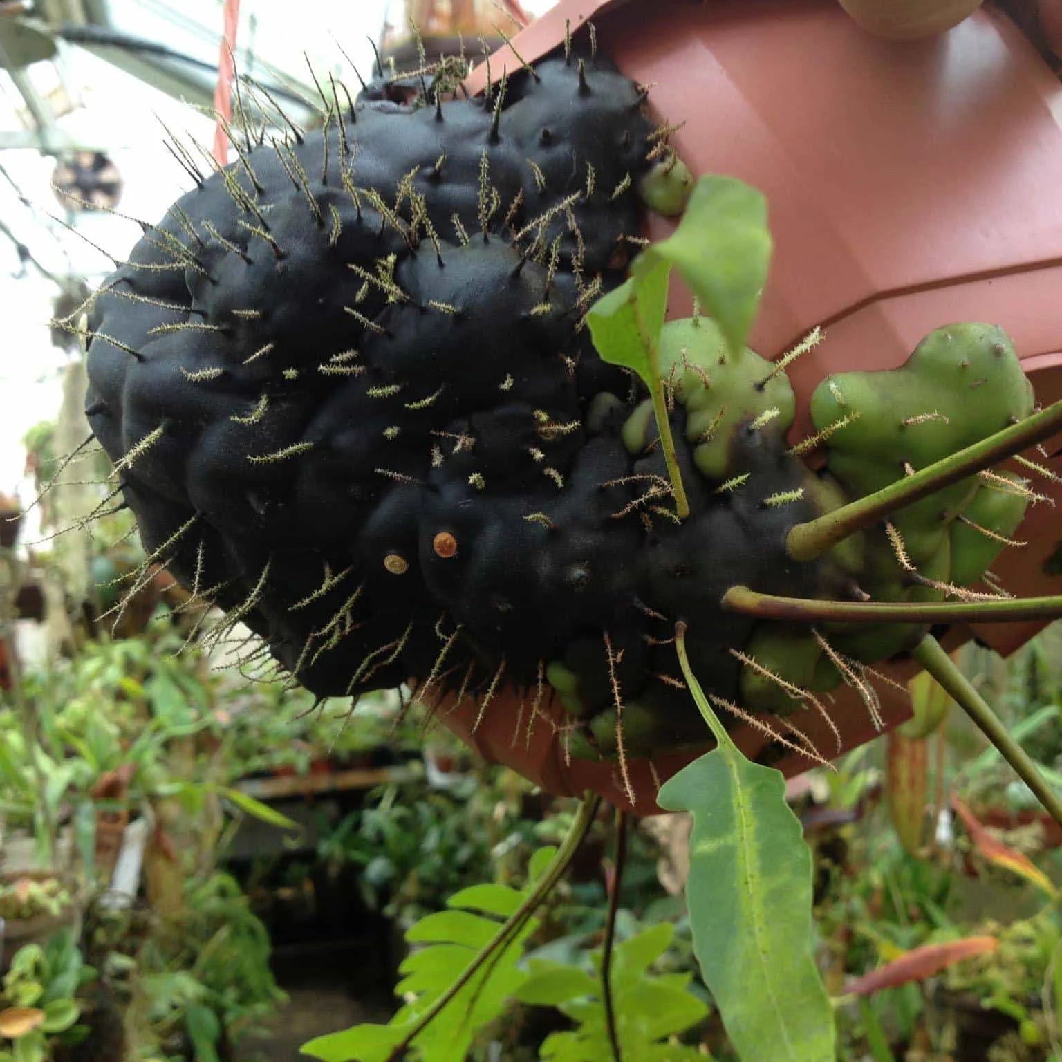 Lecanopteris carnosa, XXL 大森食虫植物農園