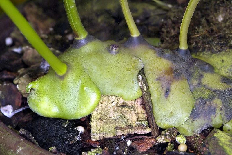 Lecanopteris celebica 大森食虫植物農園