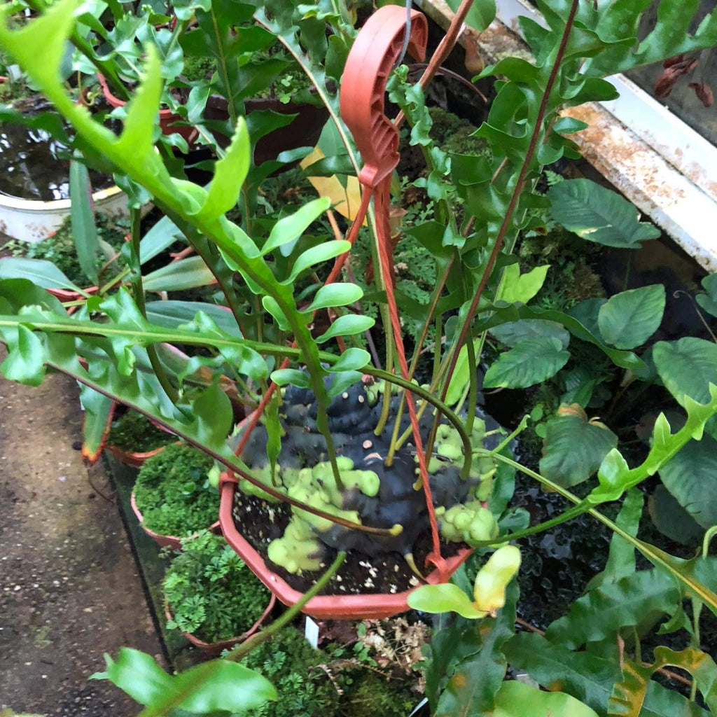 Lecanopteris celebica 大森食虫植物農園