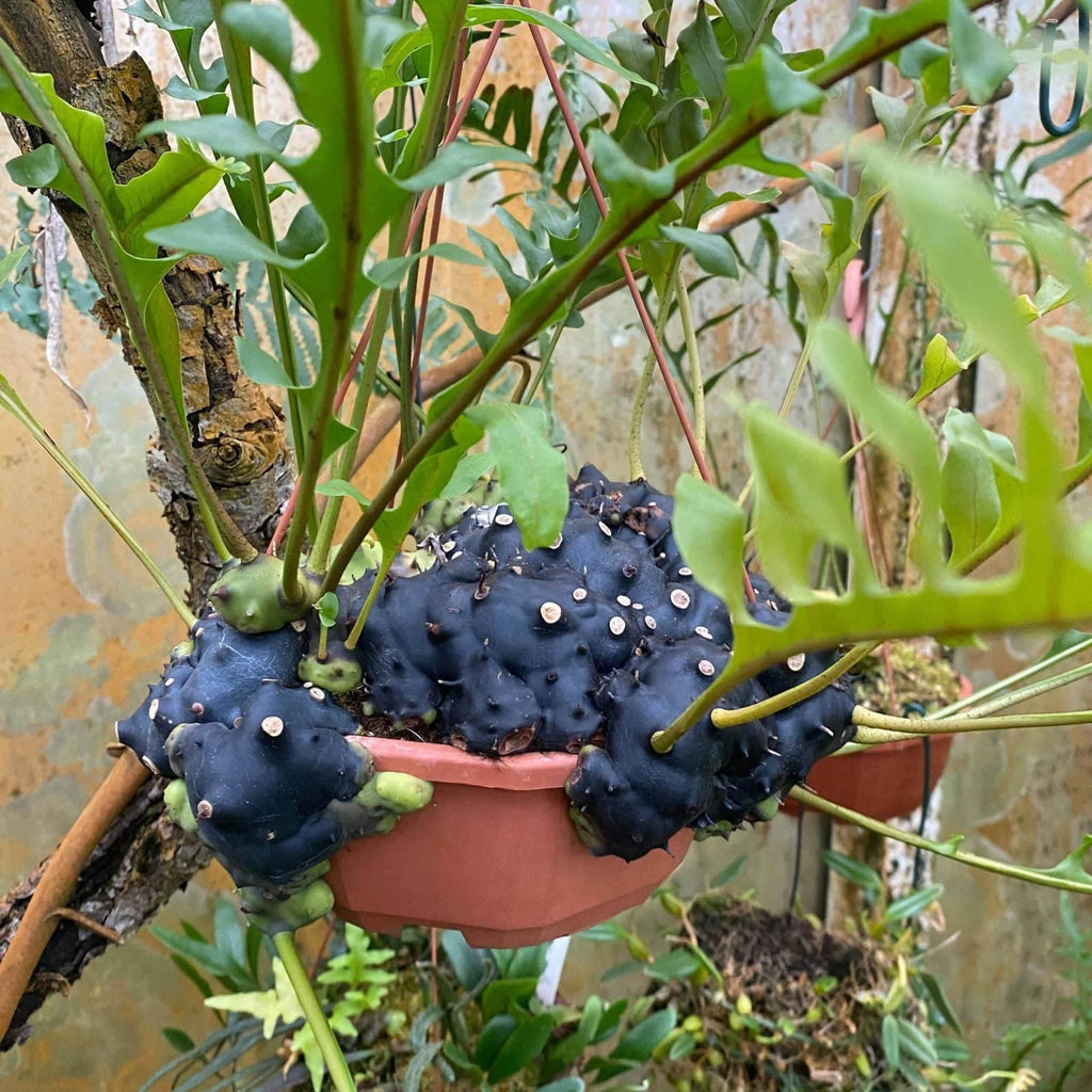 Lecanopteris celebica 大森食虫植物農園