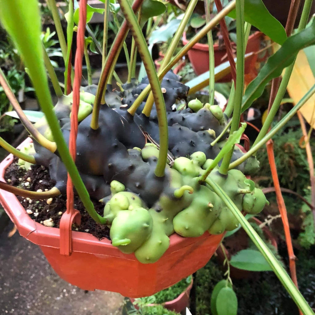 Lecanopteris celebica, XXL 大森食虫植物農園