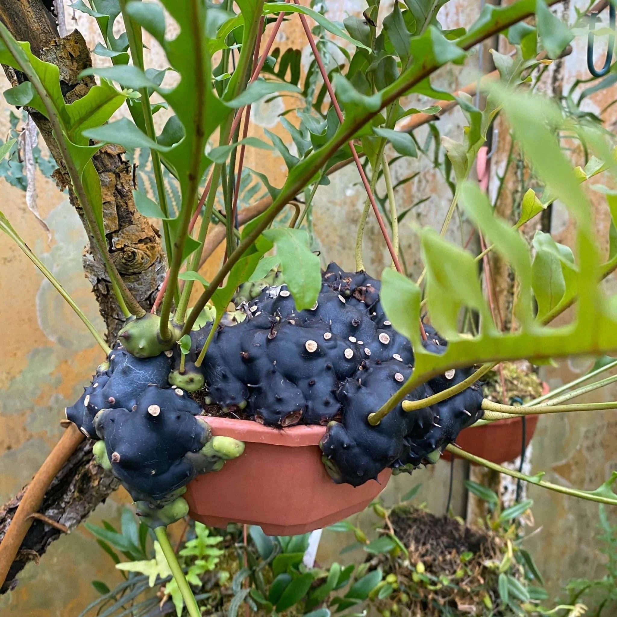 Lecanopteris celebica, XXL 大森食虫植物農園