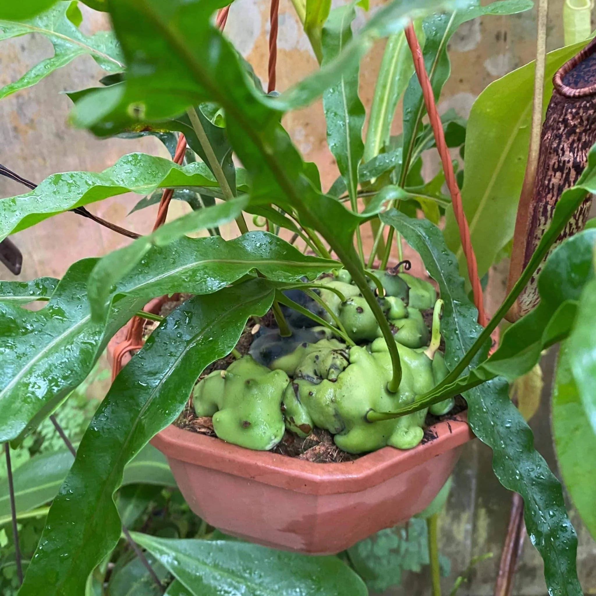 Lecanopteris celebica, XXL 大森食虫植物農園