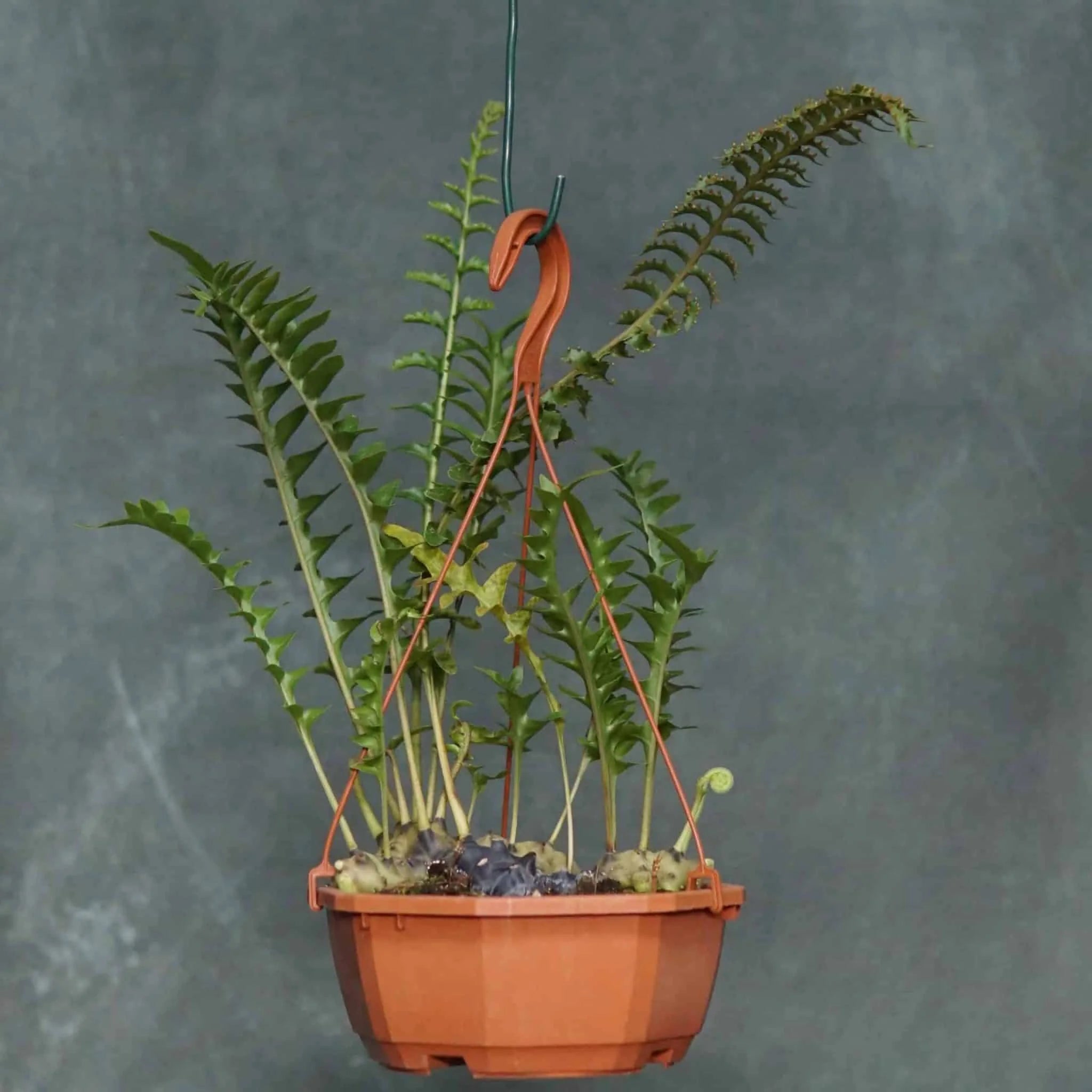 Lecanopteris celebica x luzonensis 大森食虫植物農園