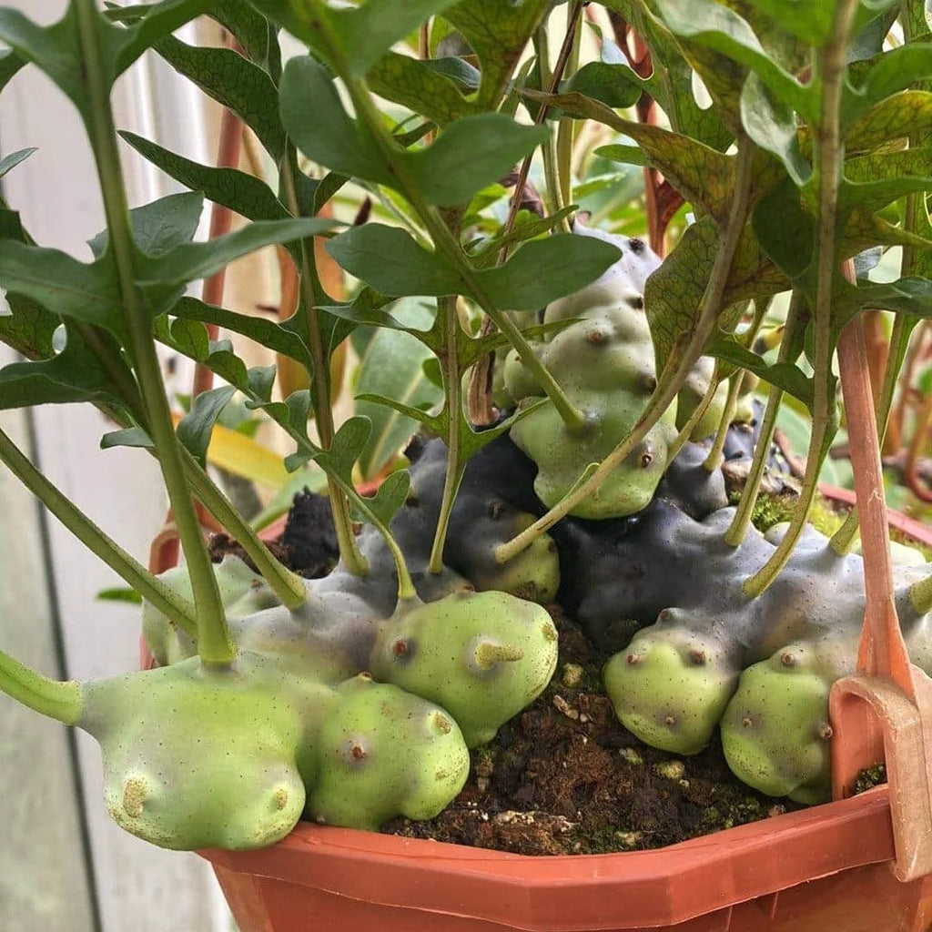 Lecanopteris celebica x luzonensis 大森食虫植物農園