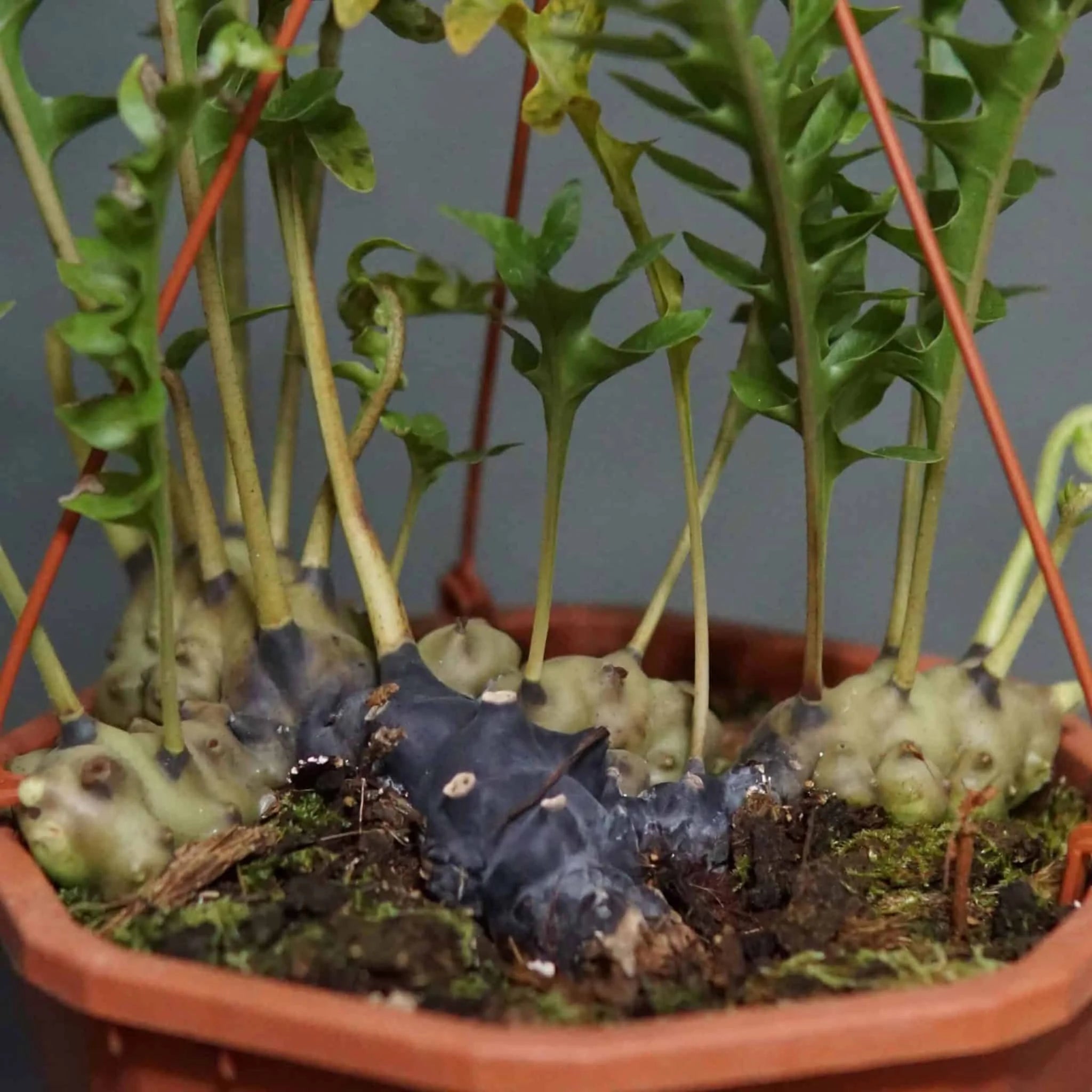 Lecanopteris celebica x luzonensis 大森食虫植物農園