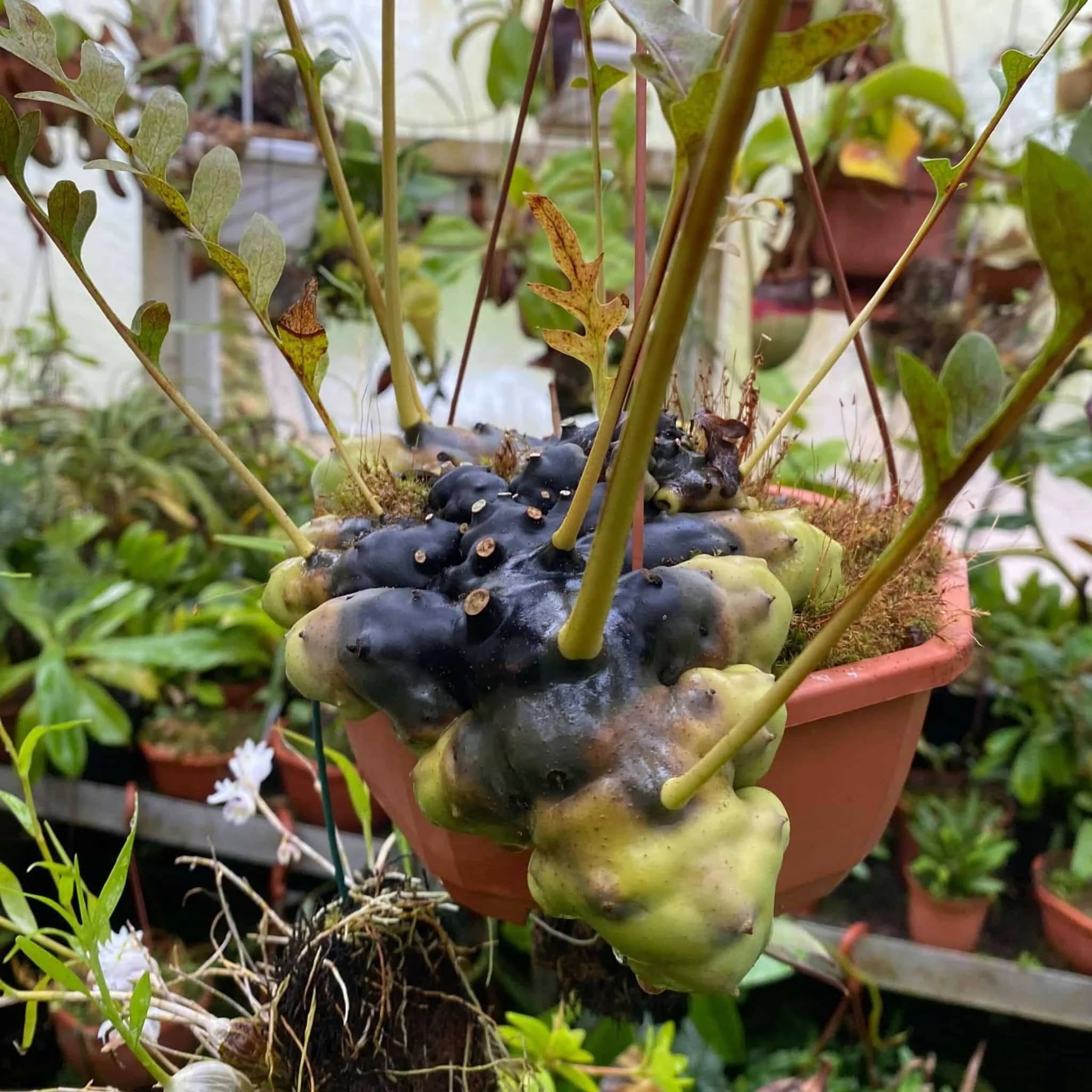 Lecanopteris celebica x luzonensis 大森食虫植物農園