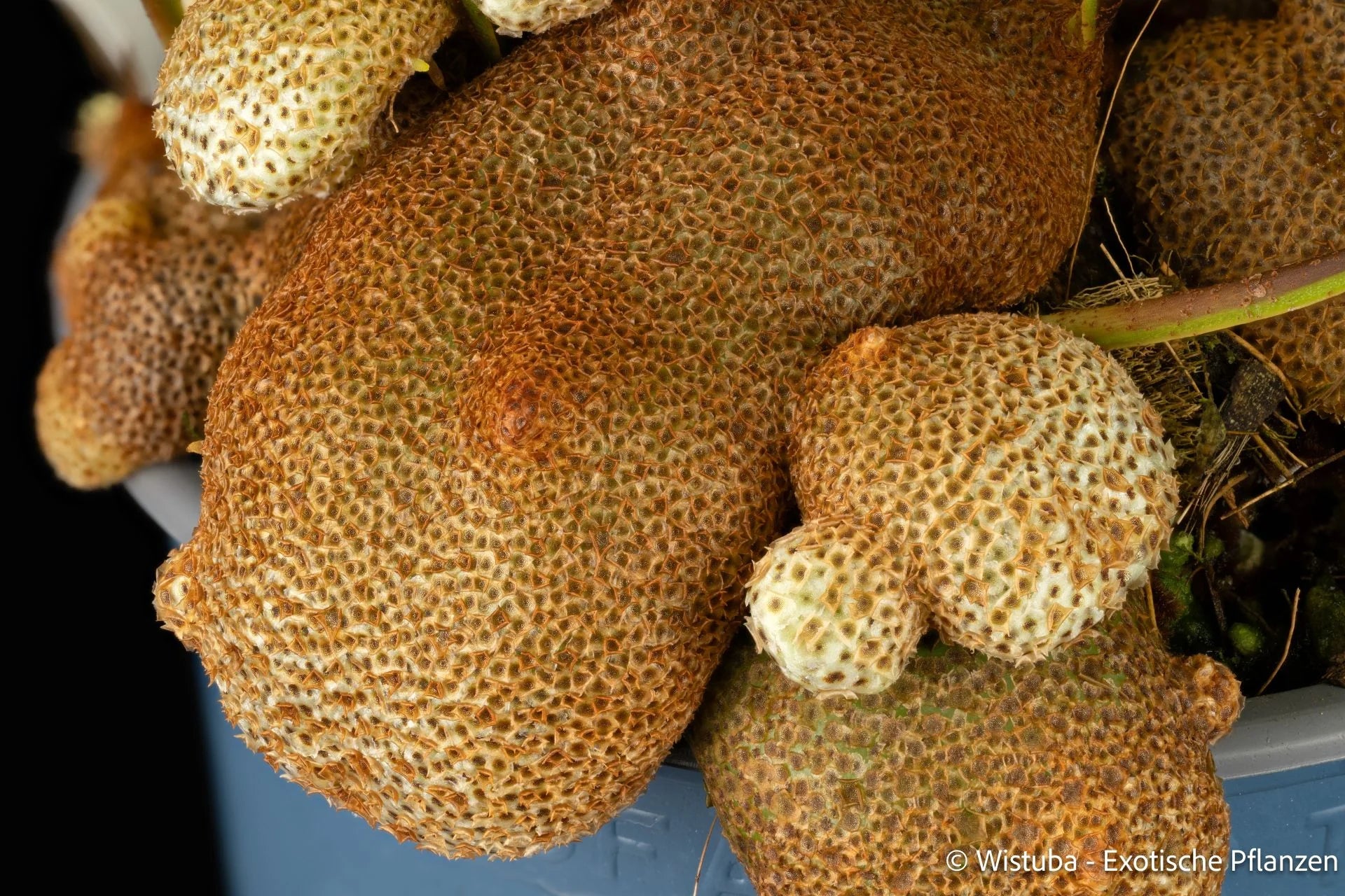 Lecanopteris crustacea (Giant form) 大森食虫植物農園