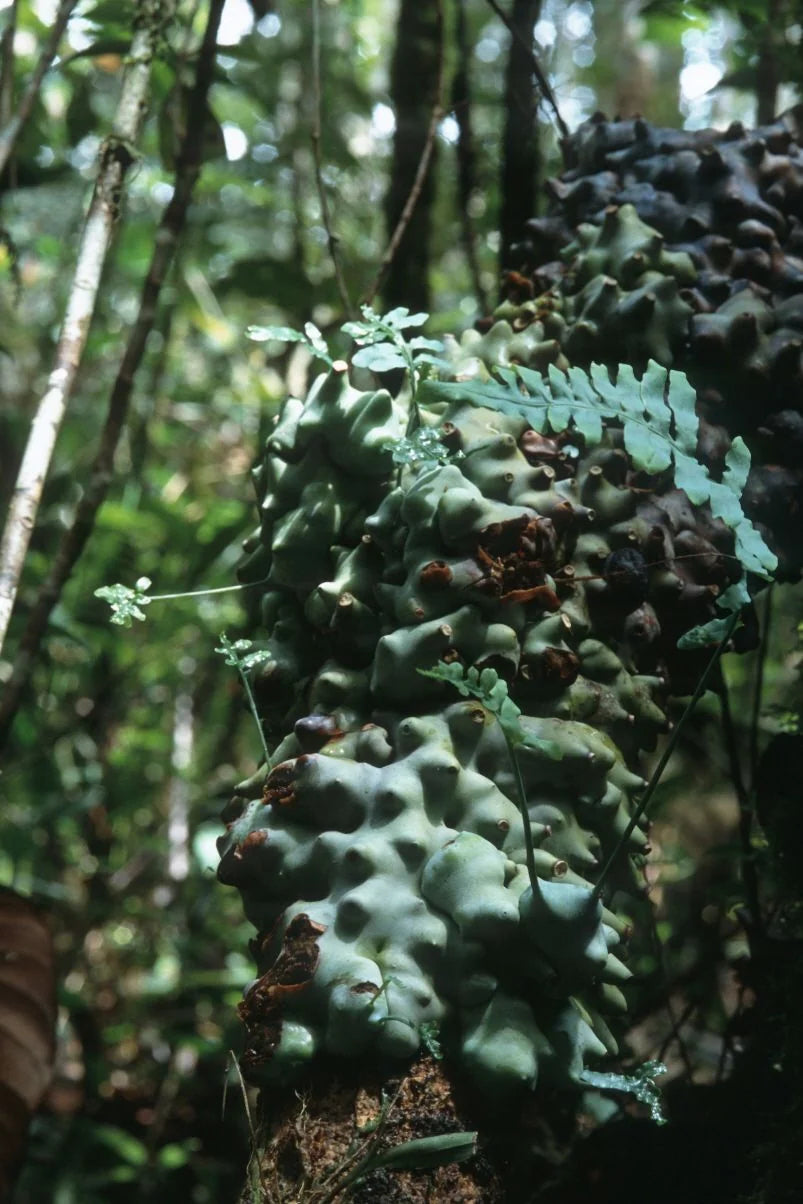 Lecanopteris curtisii 大森食虫植物農園