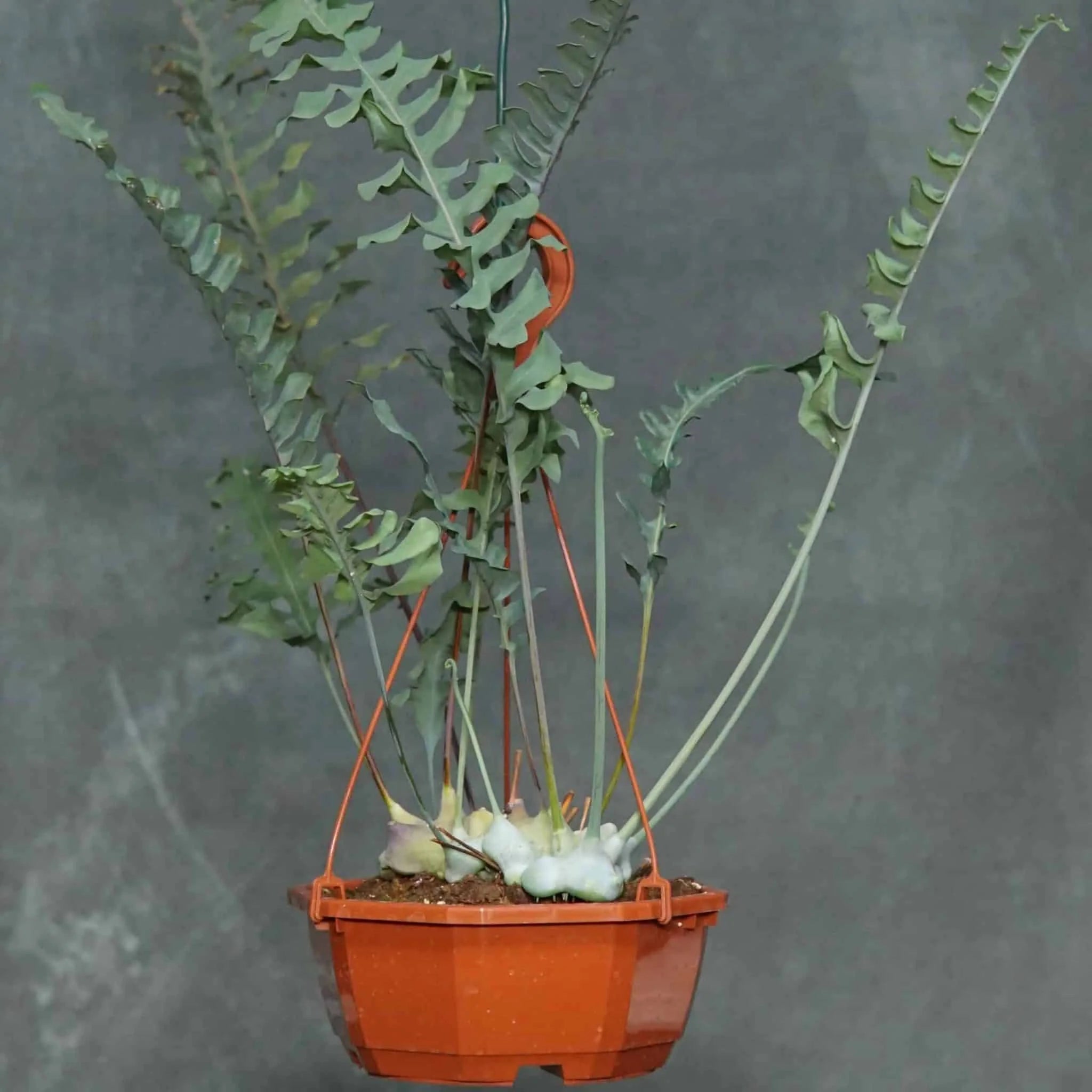 Lecanopteris curtisii 大森食虫植物農園