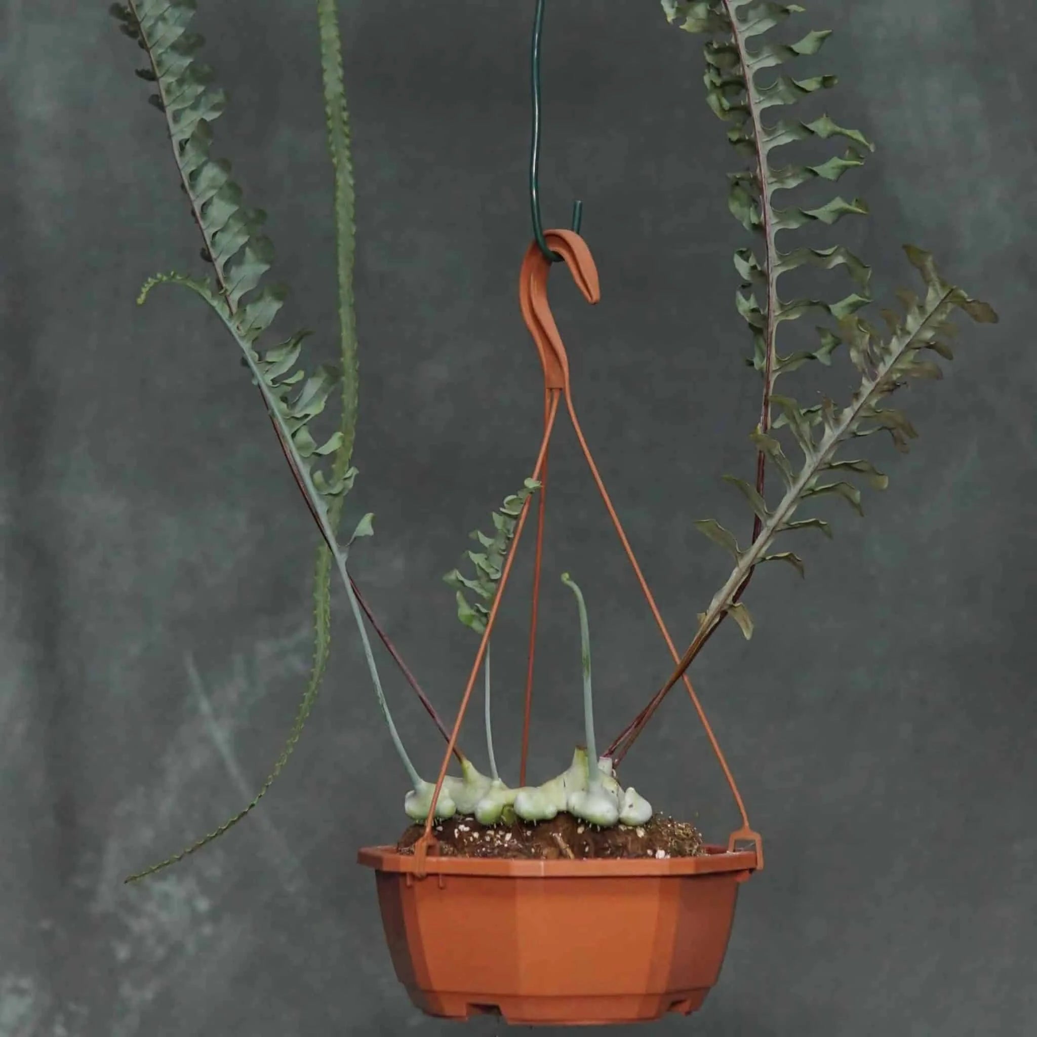 Lecanopteris curtisii 大森食虫植物農園