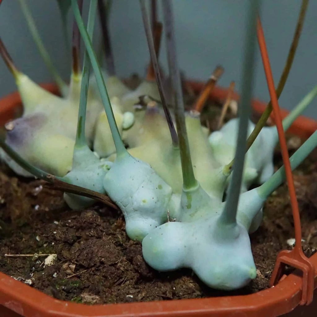 Lecanopteris curtisii 大森食虫植物農園