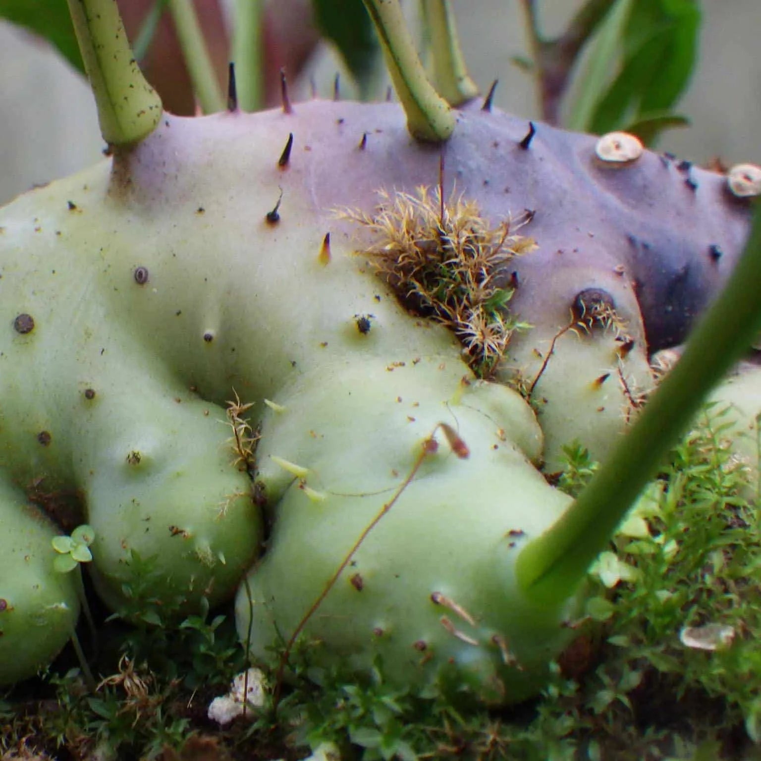 Lecanopteris darnaedii 大森食虫植物農園