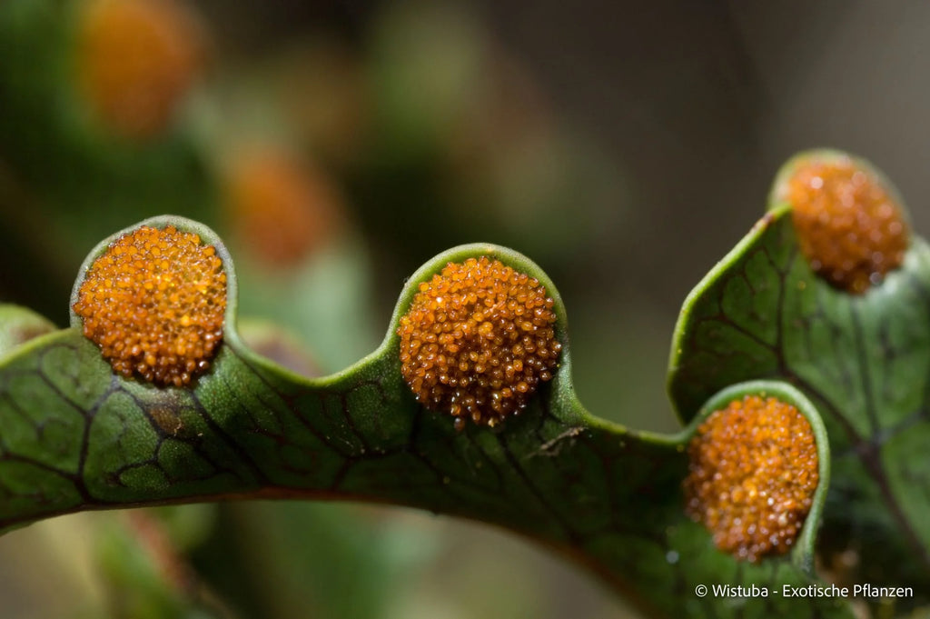 Lecanopteris darnaedii 大森食虫植物農園