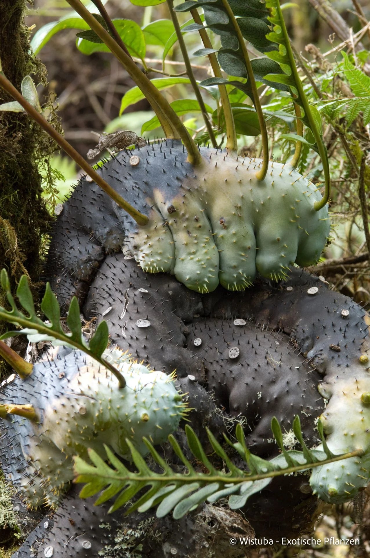 Lecanopteris darnaedii 大森食虫植物農園