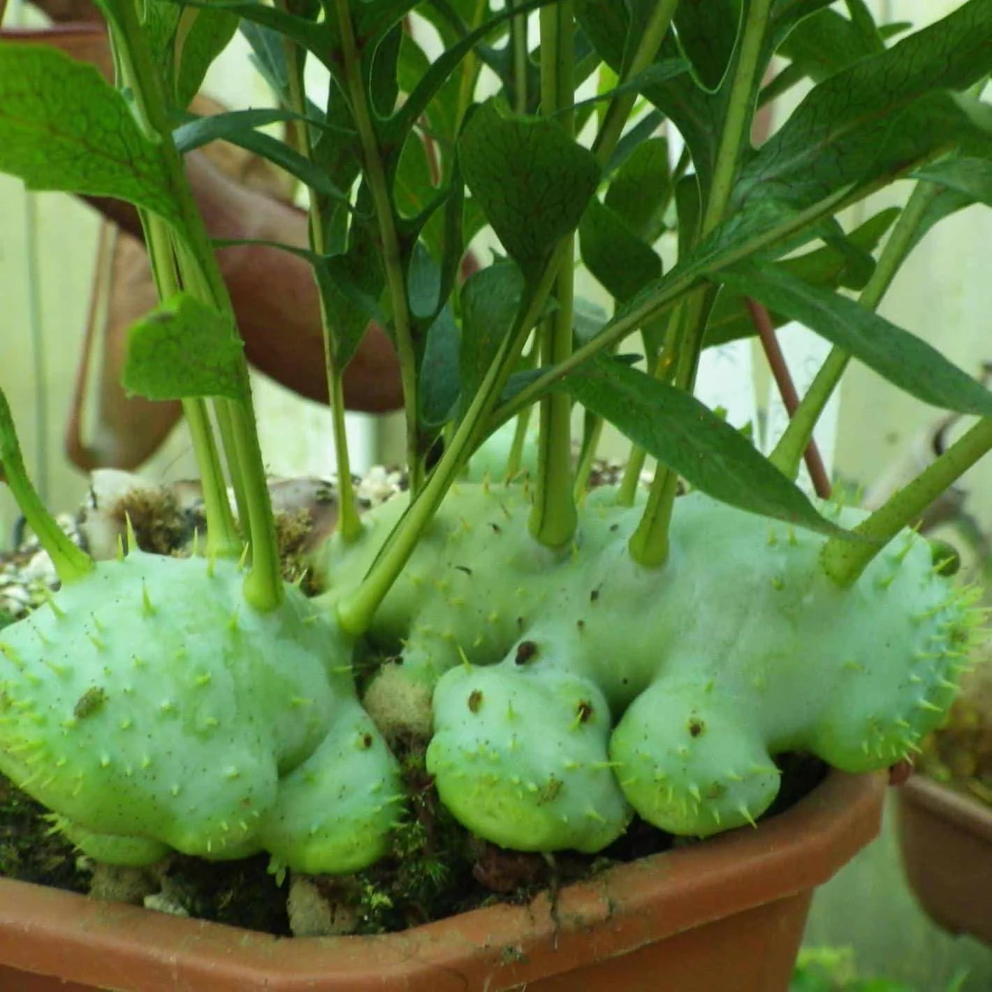 Lecanopteris darnaedii 大森食虫植物農園