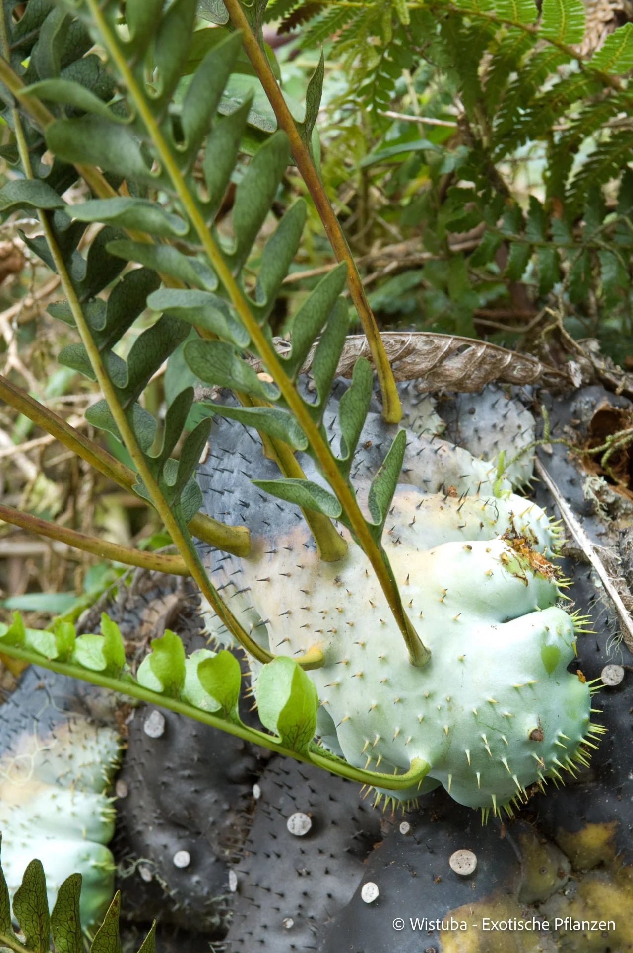 Lecanopteris darnaedii 大森食虫植物農園