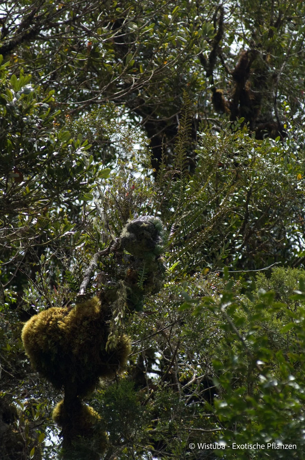 Lecanopteris darnaedii 大森食虫植物農園