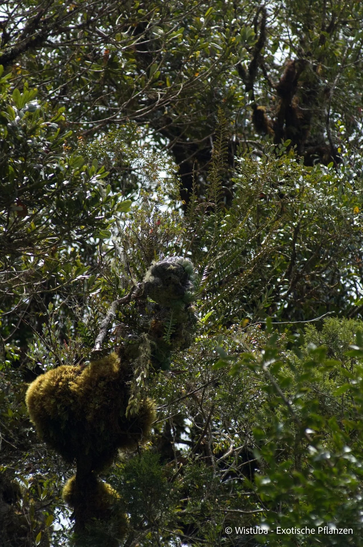 Lecanopteris darnaedii 大森食虫植物農園
