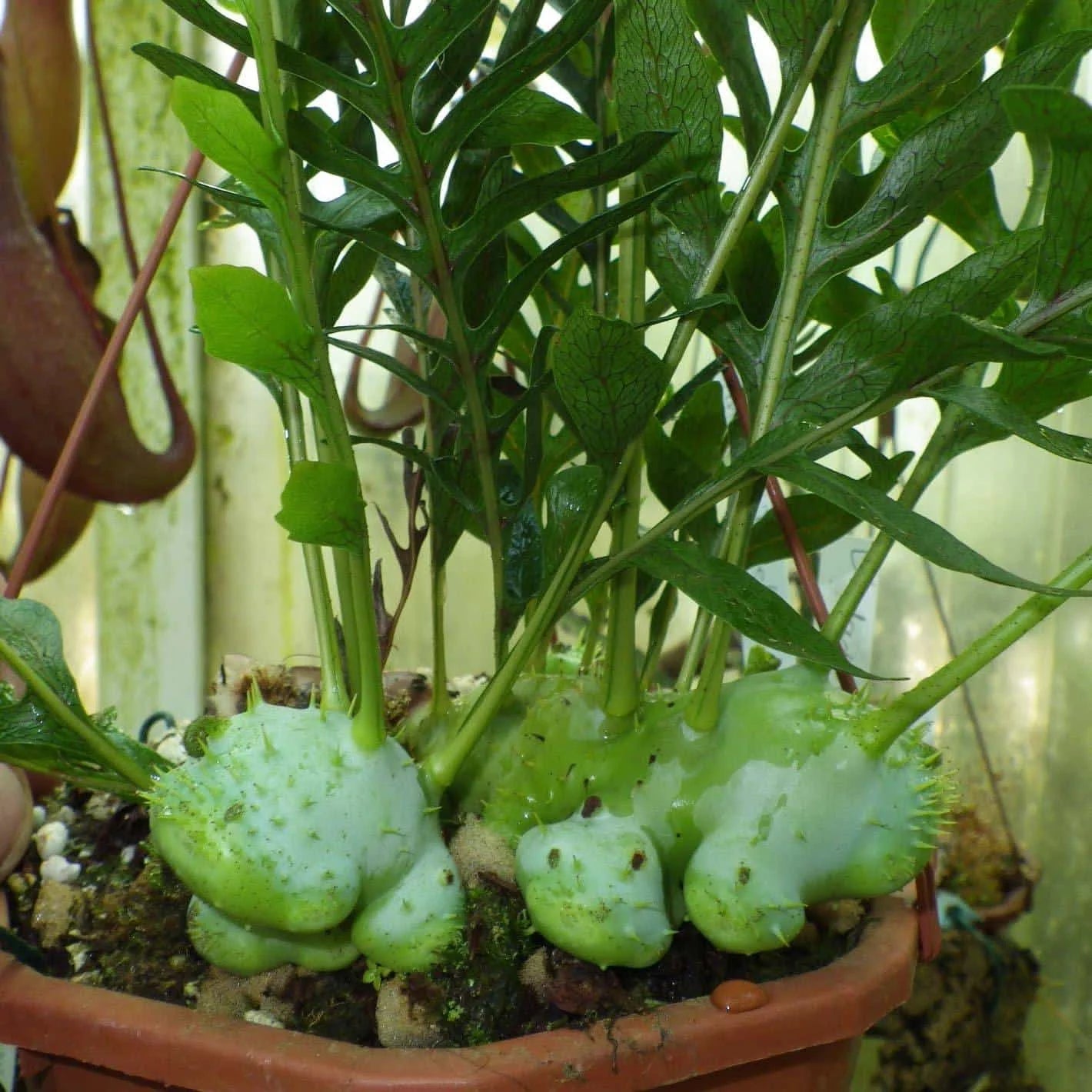 Lecanopteris darnaedii, XXL 大森食虫植物農園