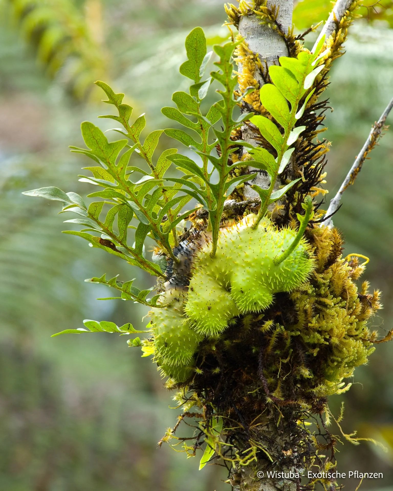 Lecanopteris holttumii 大森食虫植物農園