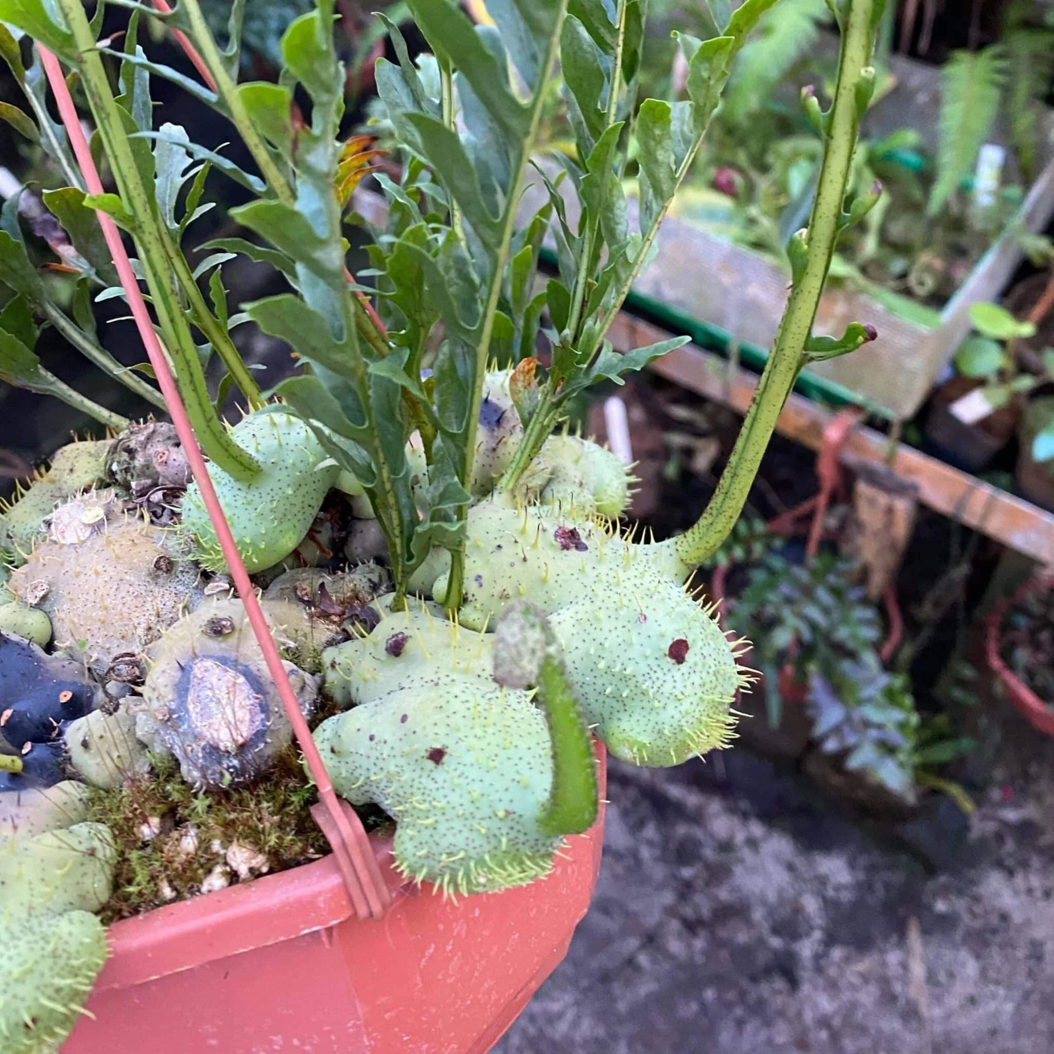 Lecanopteris holttumii 大森食虫植物農園