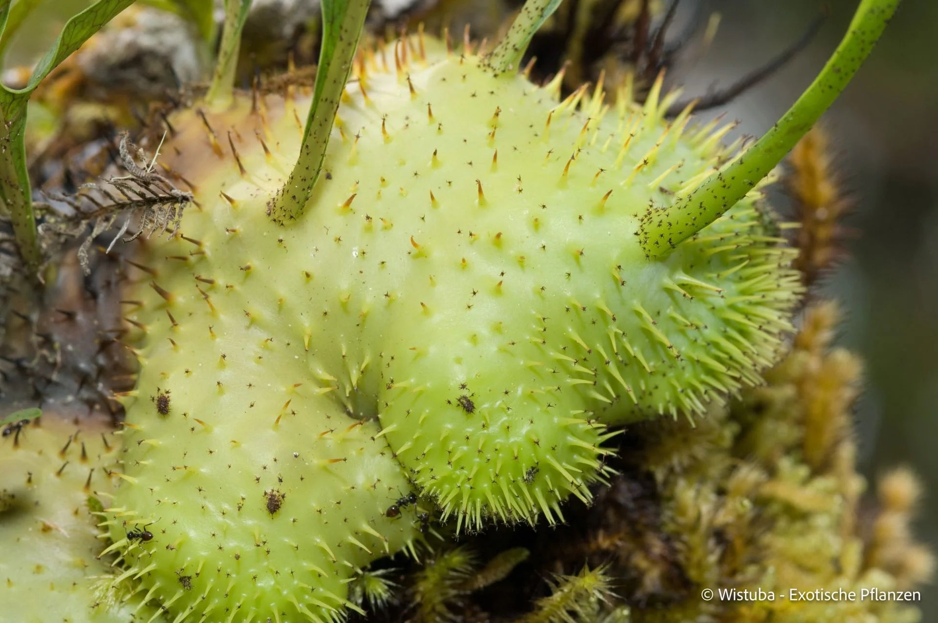 Lecanopteris holttumii 大森食虫植物農園