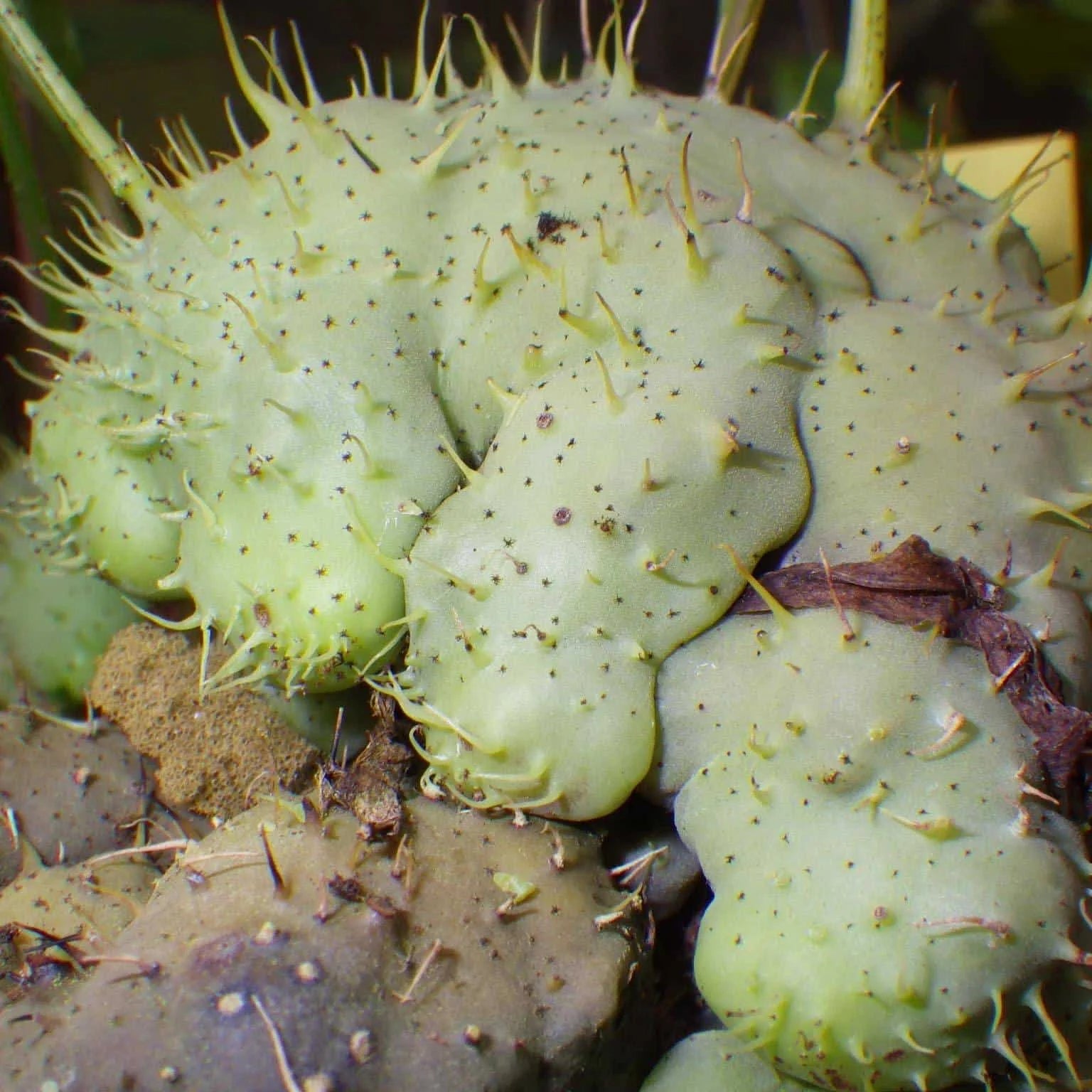 Lecanopteris holttumii 大森食虫植物農園
