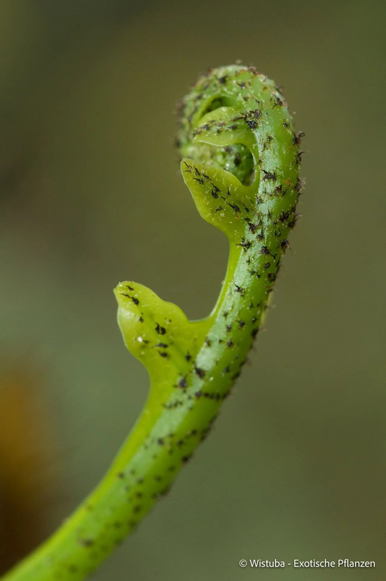 Lecanopteris holttumii 大森食虫植物農園