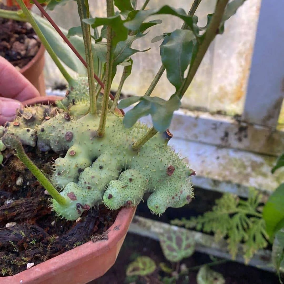 Lecanopteris holttumii 大森食虫植物農園