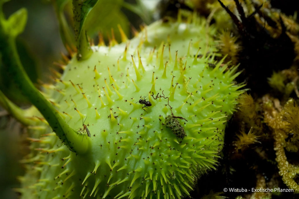 Lecanopteris holttumii 大森食虫植物農園