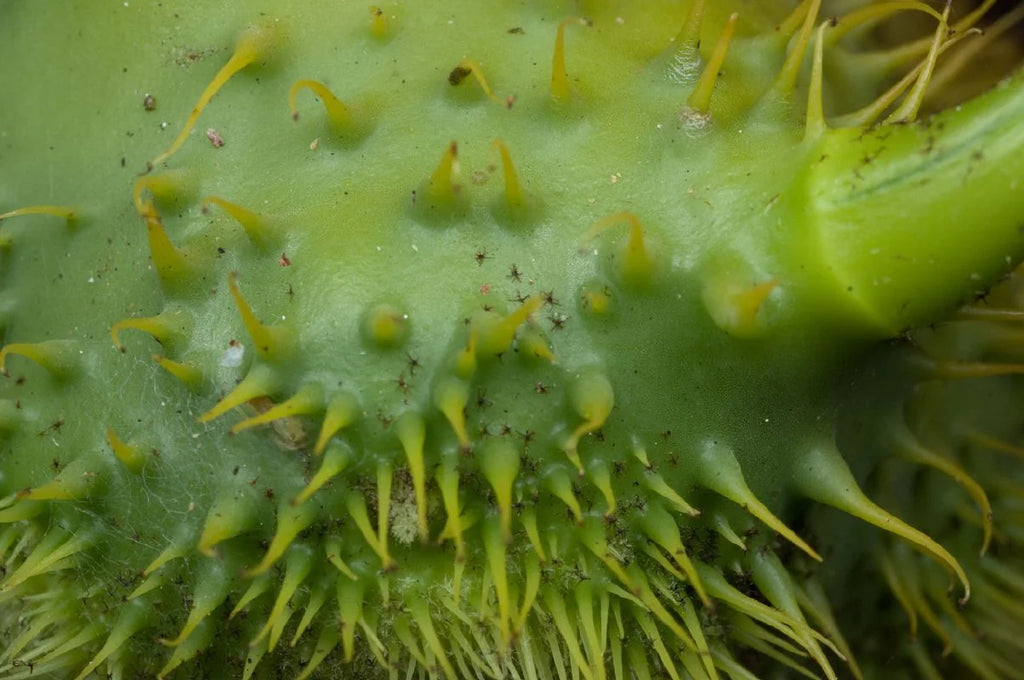 Lecanopteris holttumii 大森食虫植物農園