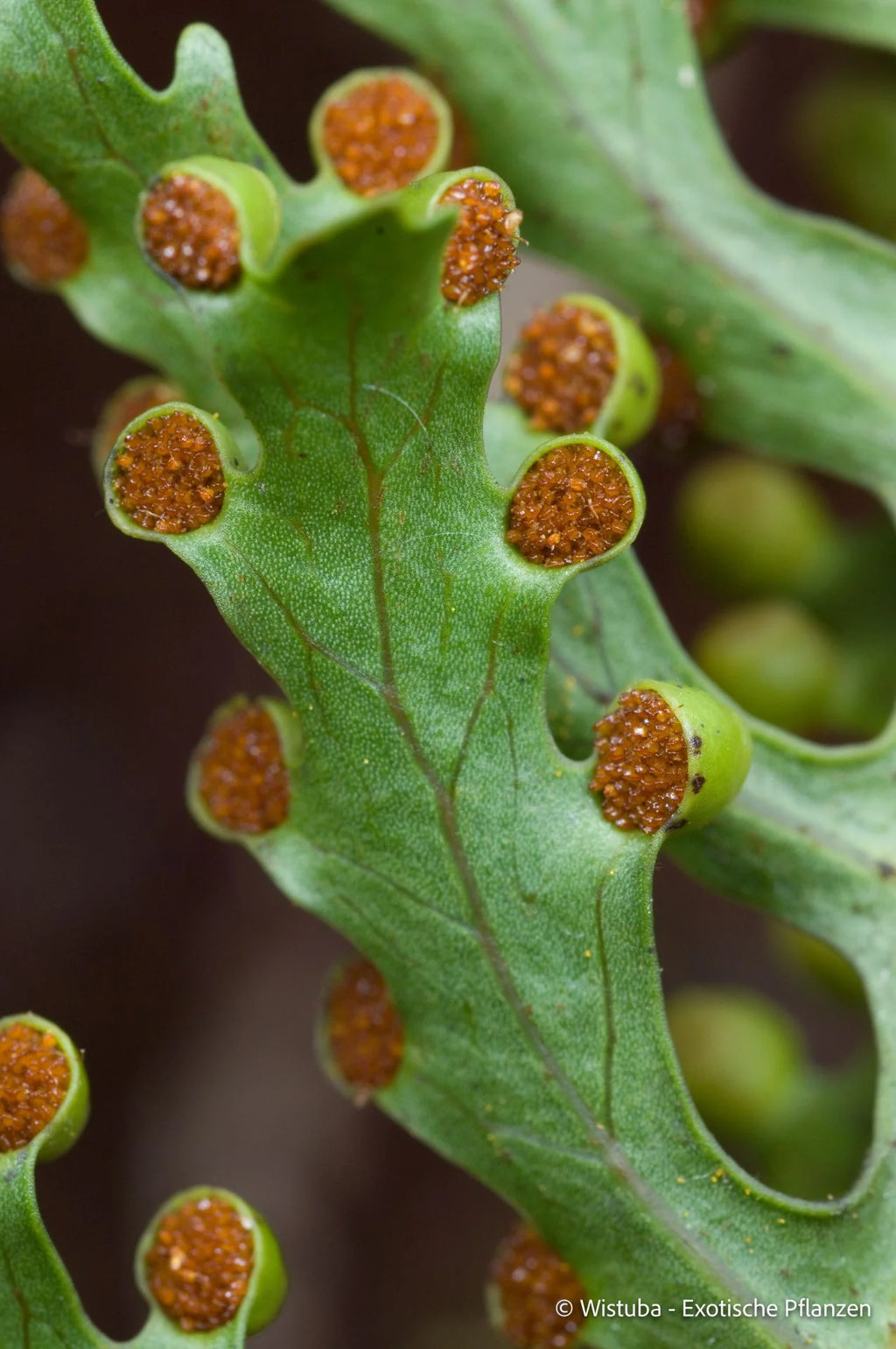 Lecanopteris holttumii 大森食虫植物農園