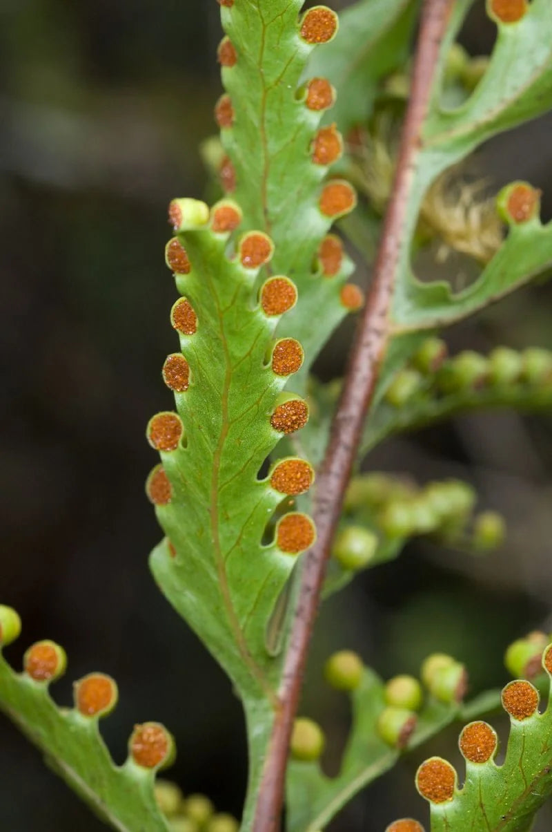 Lecanopteris holttumii 大森食虫植物農園