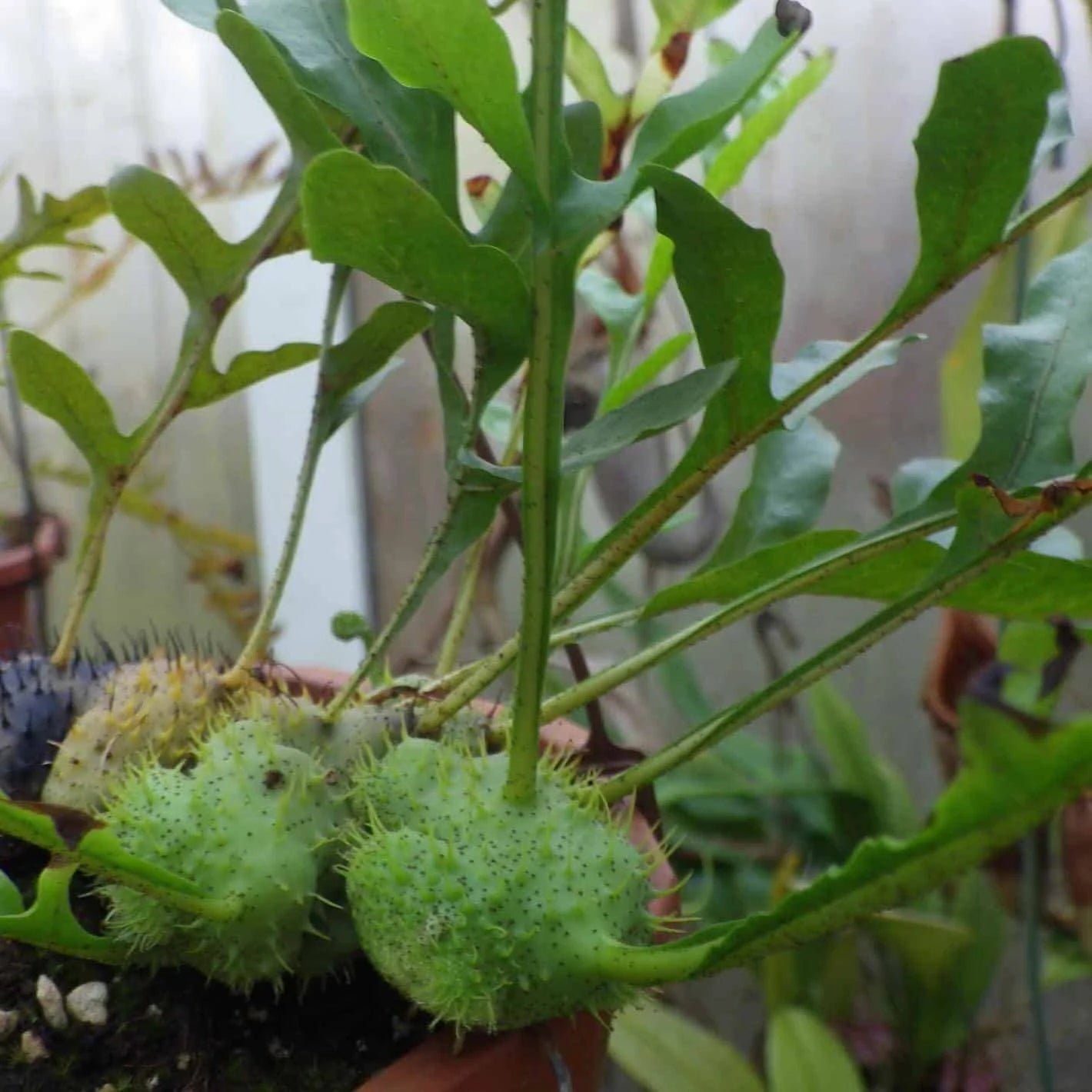 Lecanopteris holttumii, XXL 大森食虫植物農園