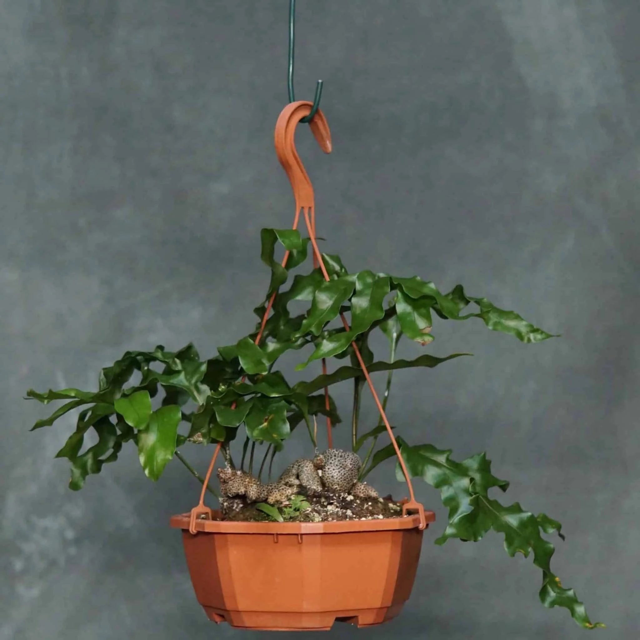 Lecanopteris lomarioides 大森食虫植物農園