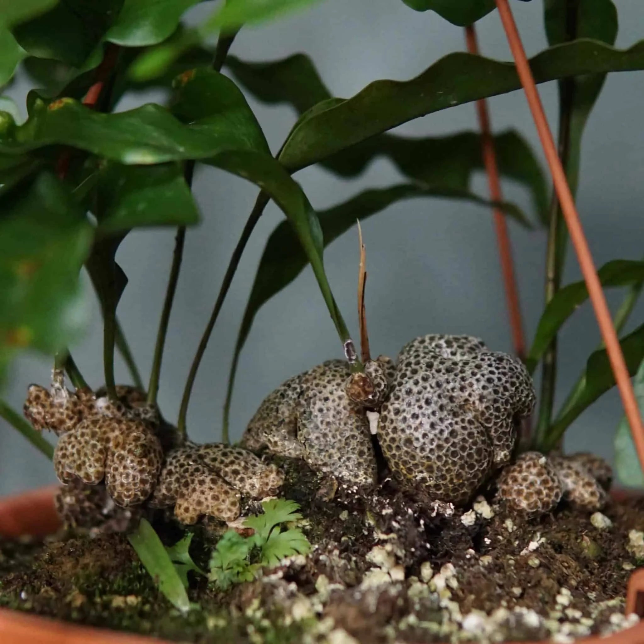 Lecanopteris lomarioides 大森食虫植物農園