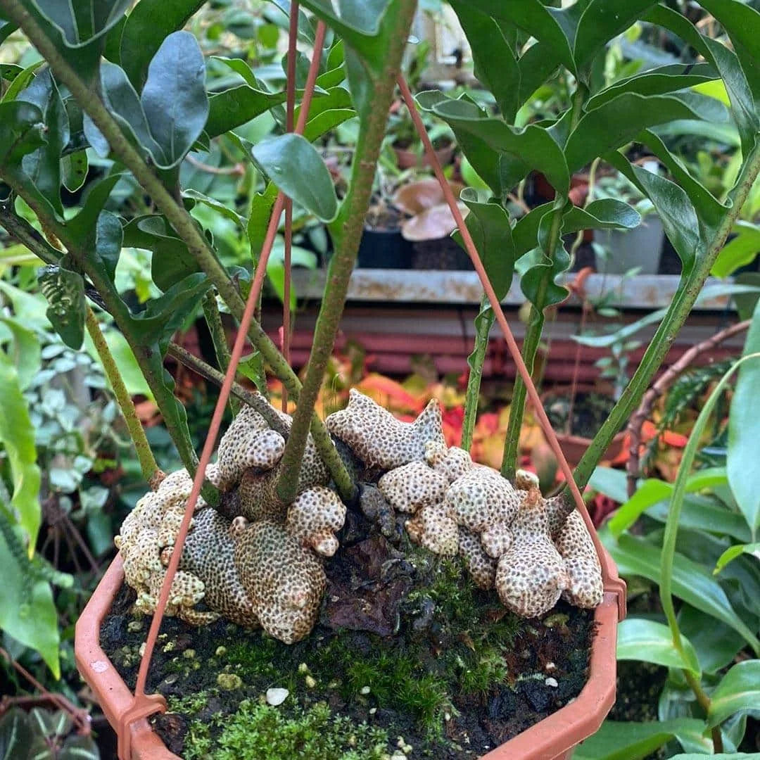 Lecanopteris lomarioides 大森食虫植物農園