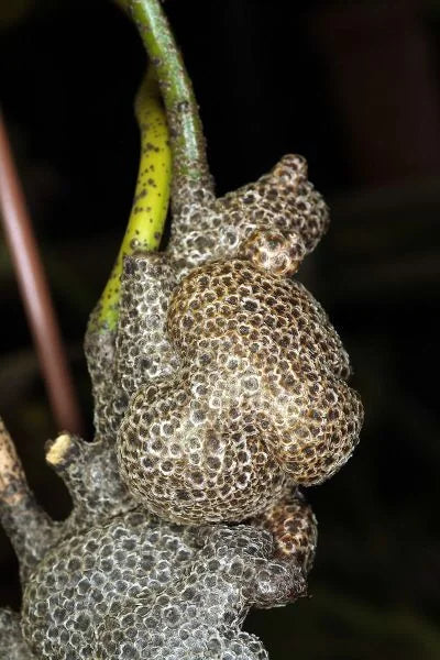 Lecanopteris lomarioides (Modayag) 大森食虫植物農園