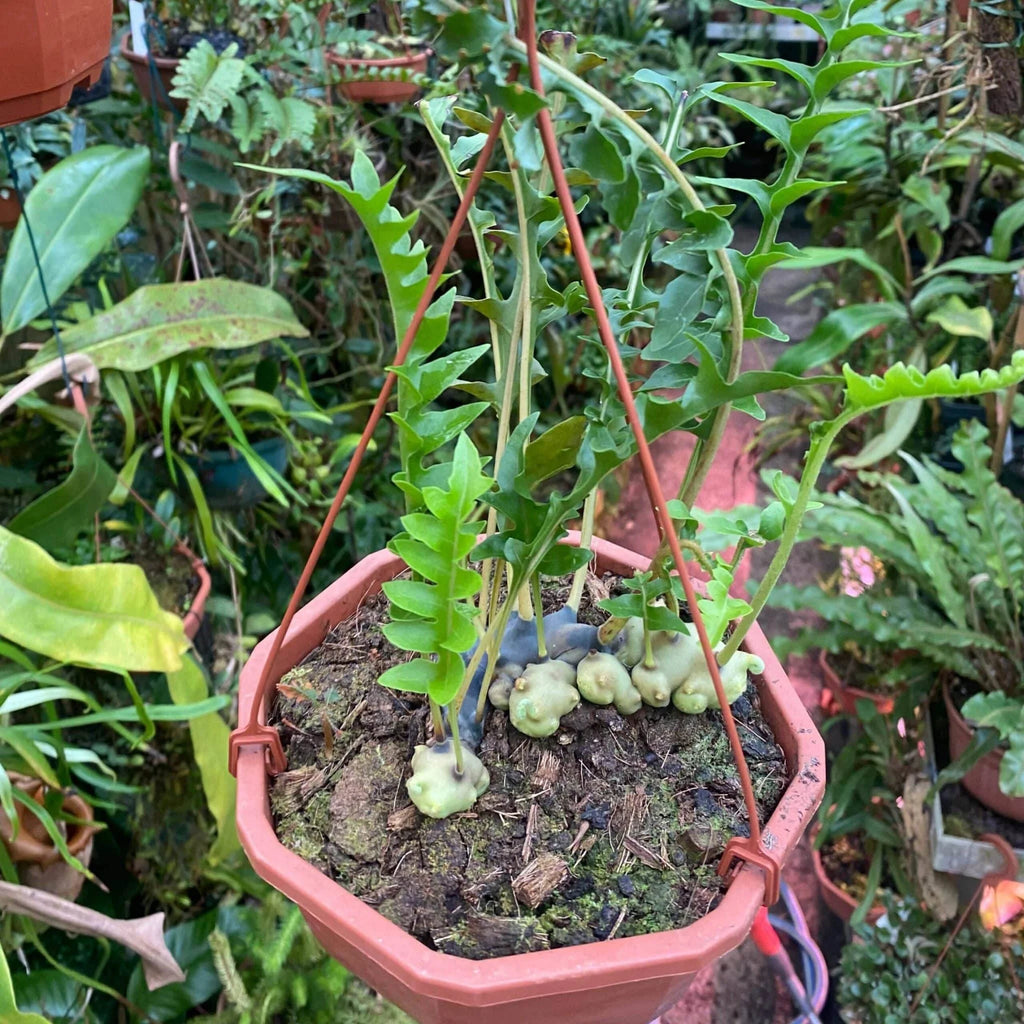 Lecanopteris luzonensis 大森食虫植物農園