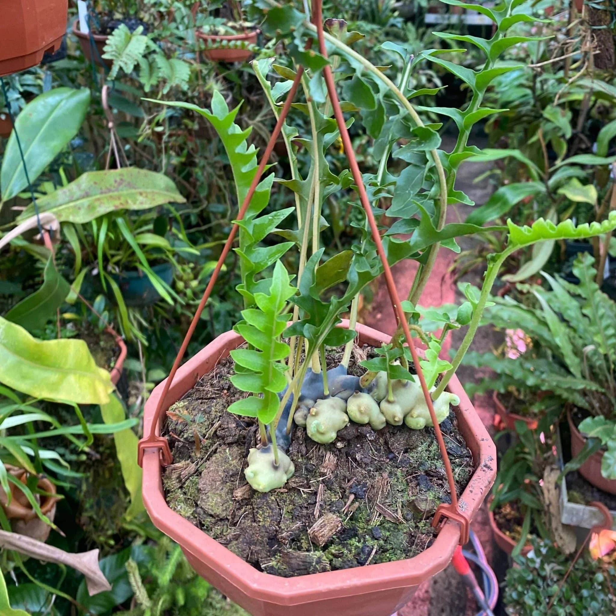 Lecanopteris luzonensis 大森食虫植物農園