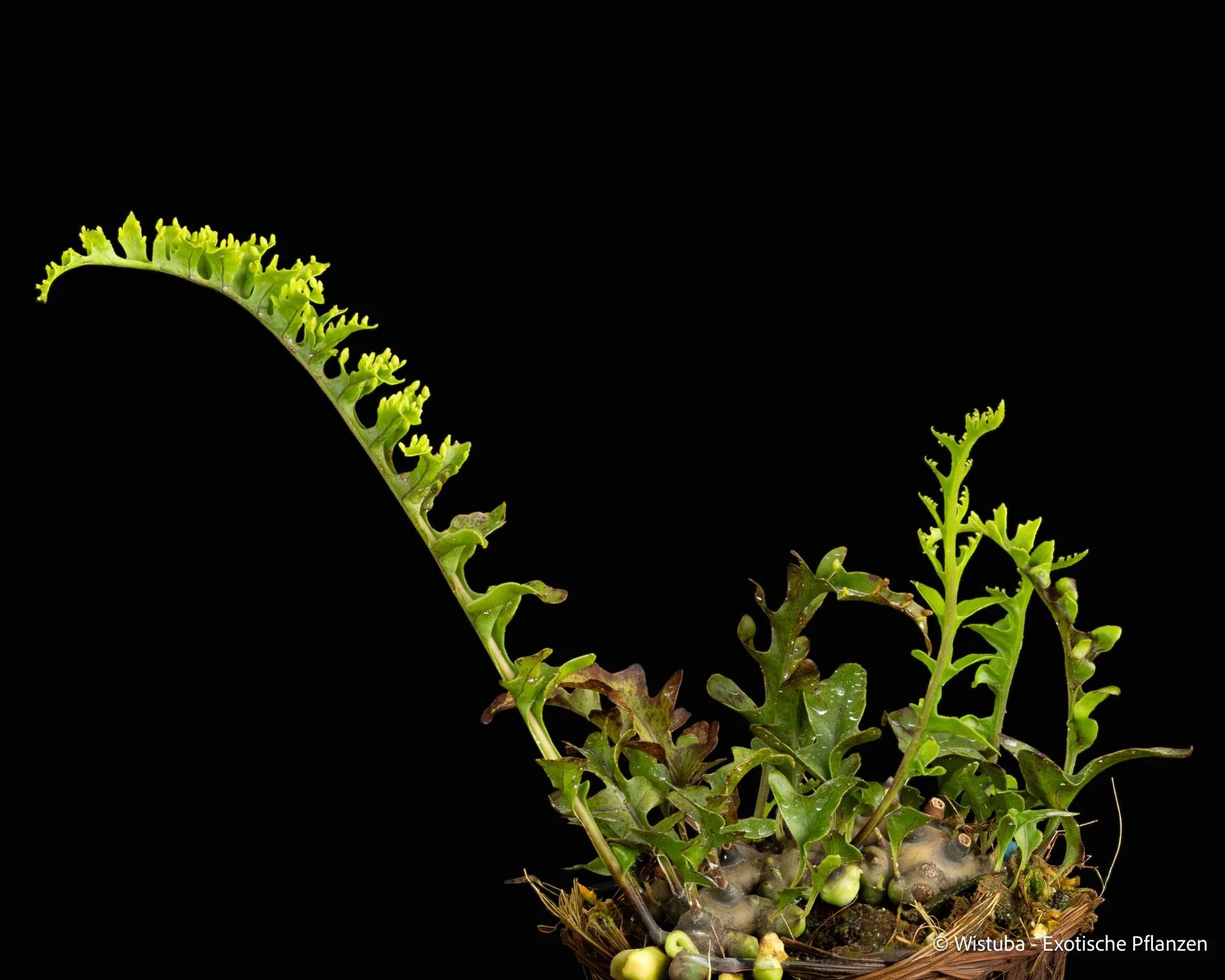 Lecanopteris luzonensis (dwarf form) 大森食虫植物農園