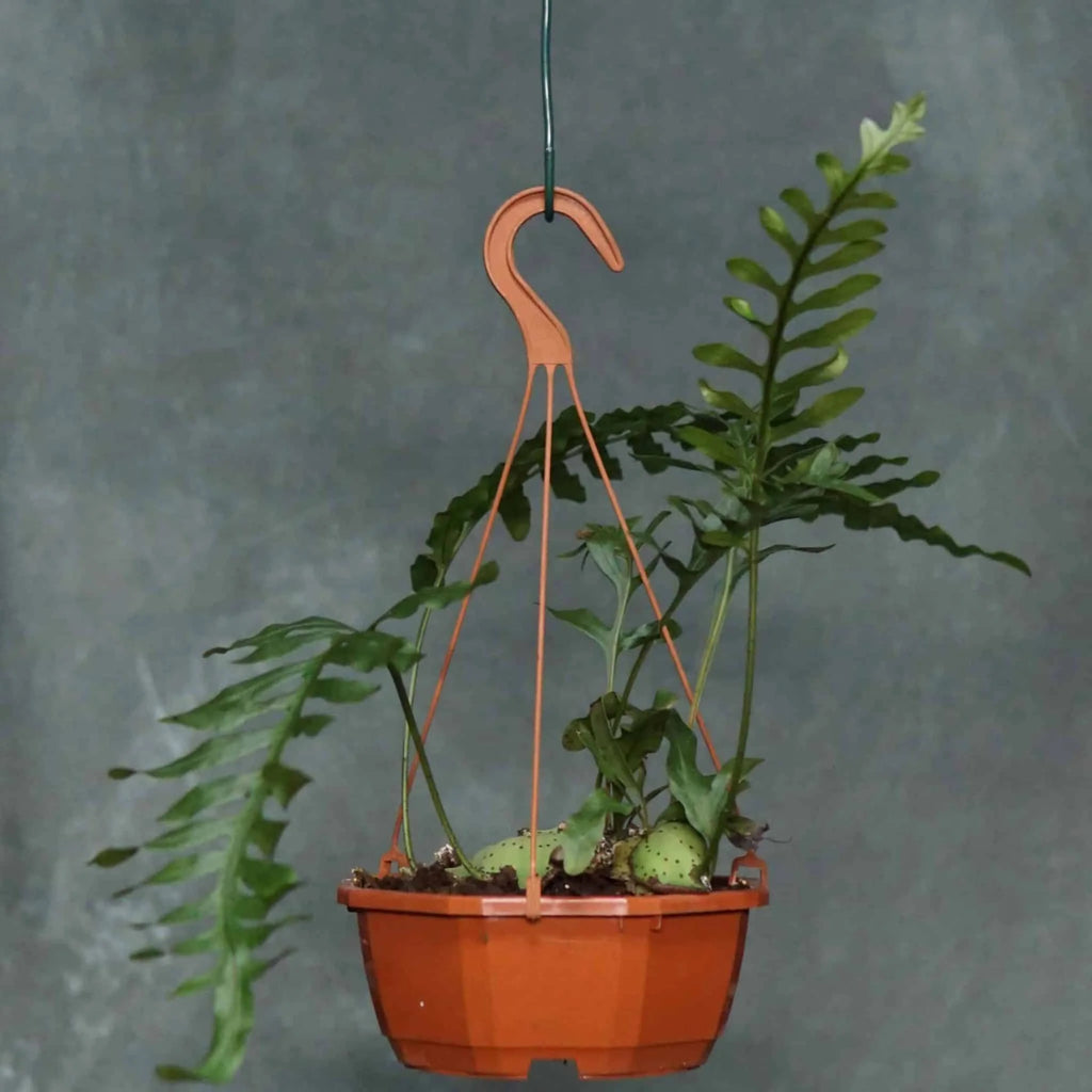 Lecanopteris mirabilis 大森食虫植物農園