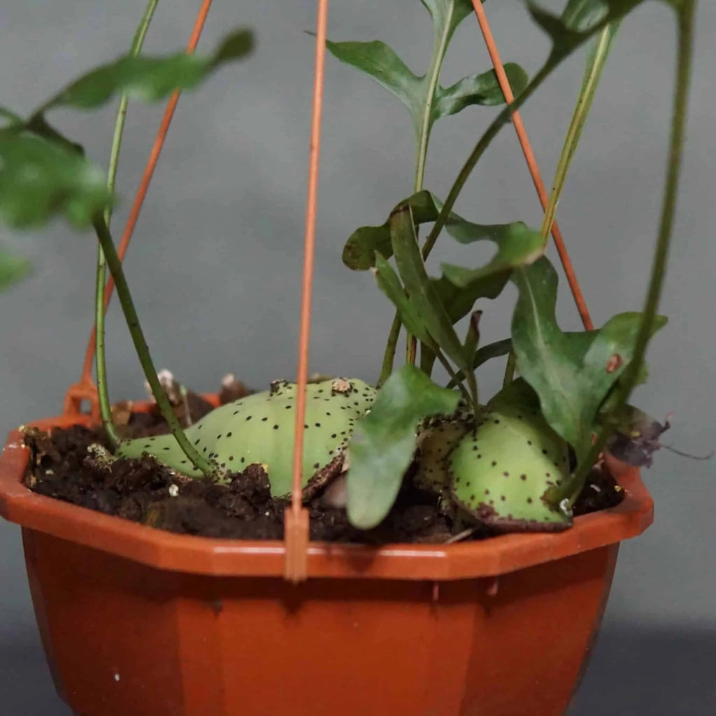 Lecanopteris mirabilis 大森食虫植物農園