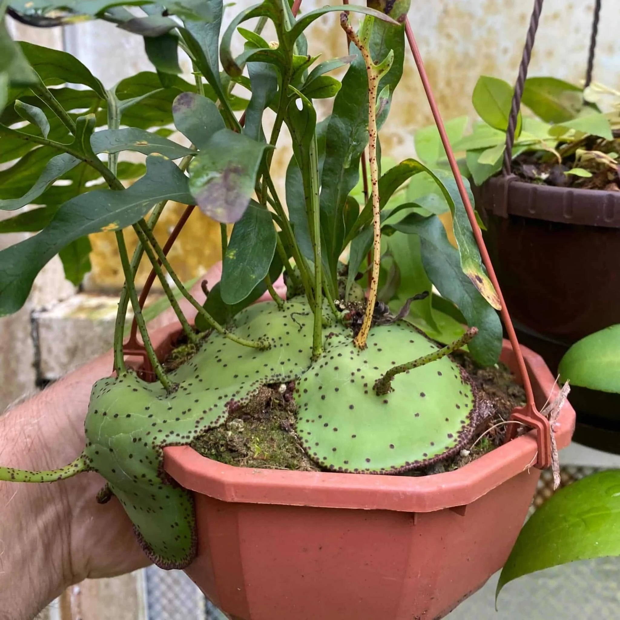 Lecanopteris mirabilis 大森食虫植物農園
