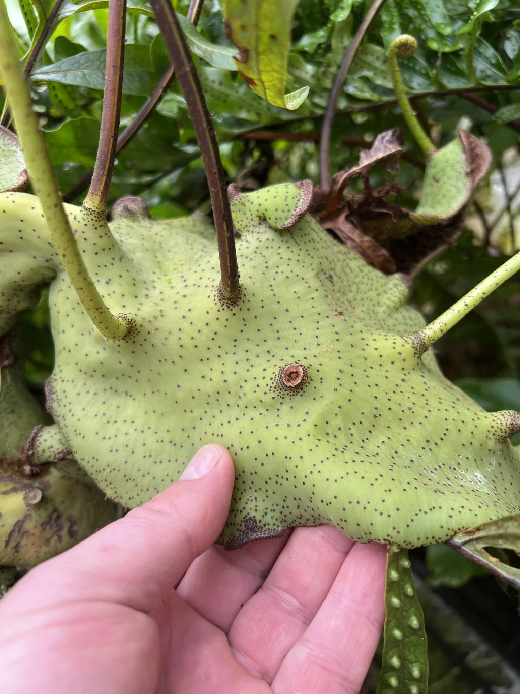 Lecanopteris mirabilis - Giant (Mt Kaindi, PNG) 大森食虫植物農園