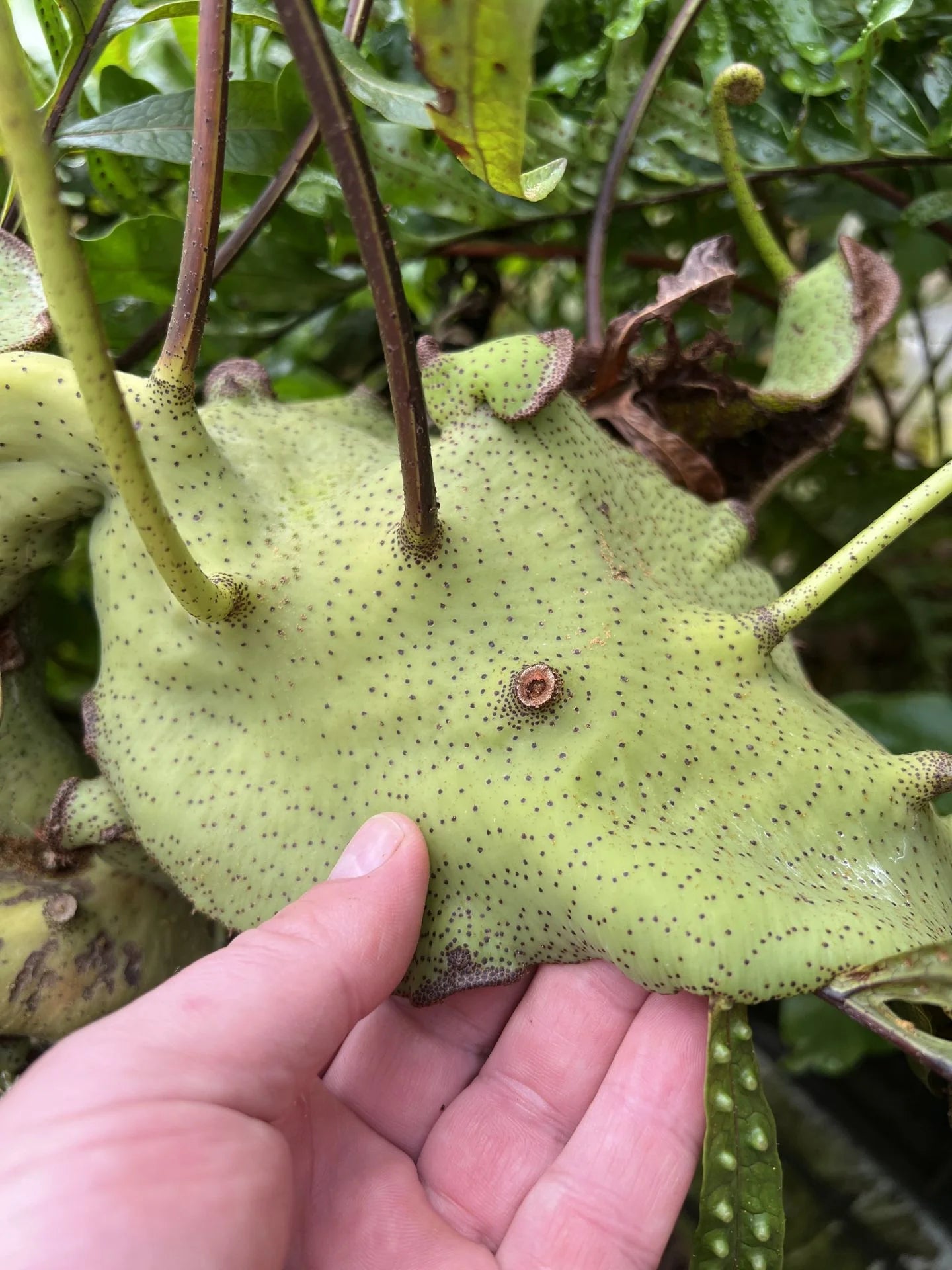 Lecanopteris mirabilis - Giant (Mt Kaindi, PNG) 大森食虫植物農園