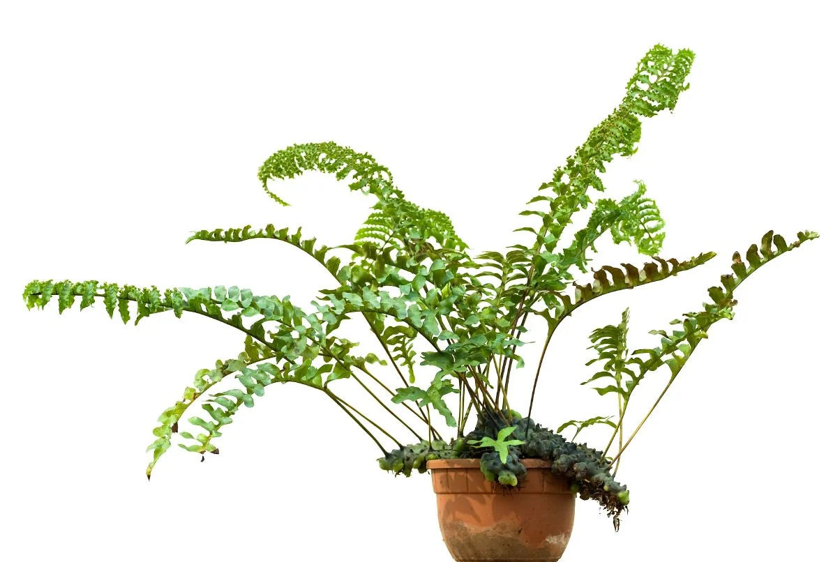 Lecanopteris pumila 大森食虫植物農園