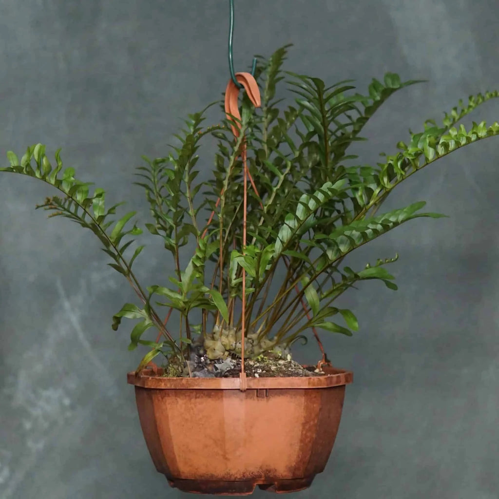 Lecanopteris pumila 大森食虫植物農園